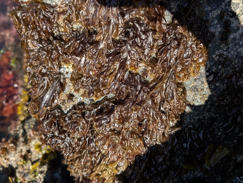 Pyropia perforata observed 2026-06-01