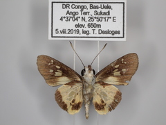 Andronymus helles