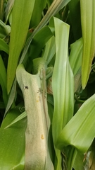Anolis carolinensis