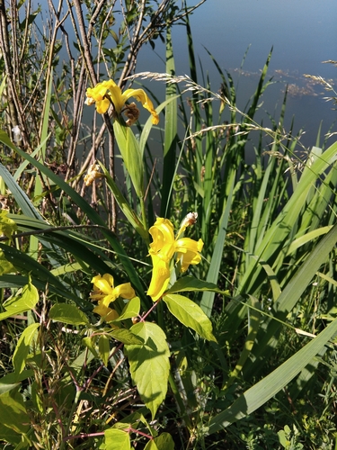 Yellow Iris