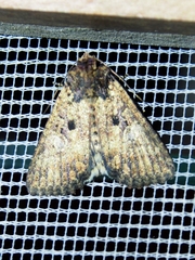 Condicini