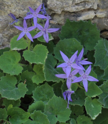 Campanula fenestrellata, photograph 4