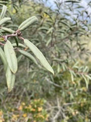 Frangula californica californica