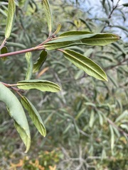 Frangula californica californica