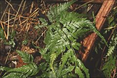 Parapolystichum acuminatum