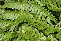 Parapolystichum acuminatum