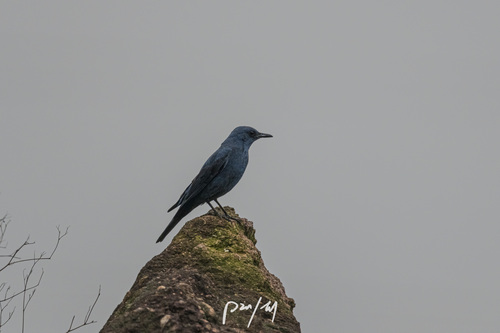 Blue Rock-Thrush