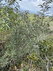Frangula californica californica