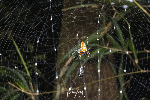 Argiope ocula