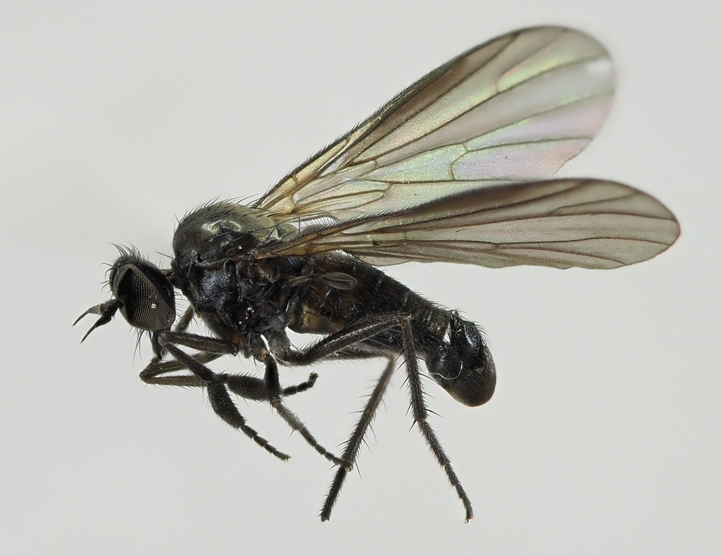 Hilara cornicula
