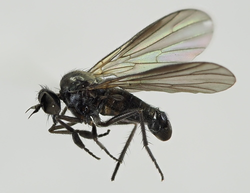 Hilara cornicula