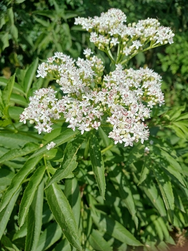 Dwarf Elder