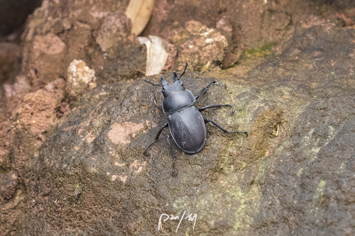 Neolucanus sinicus sinicus