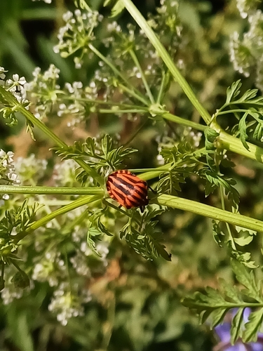 Continental Striped Shield Bug