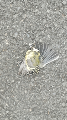 Great Tit