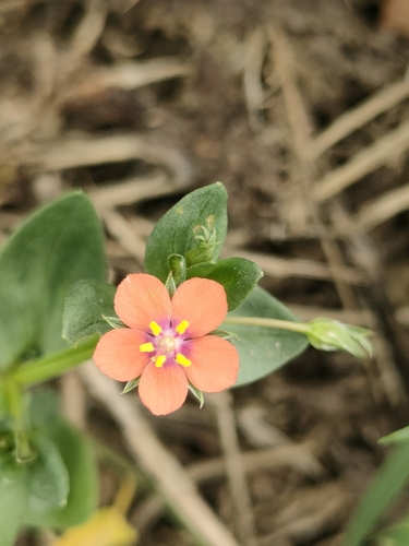 scarlet pimpernel