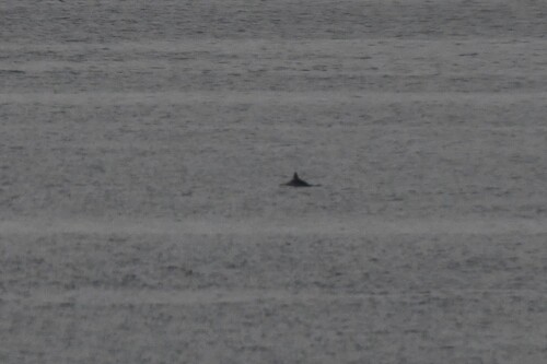 Common Porpoise observed by kh-c