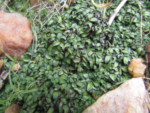 Riccia albopunctata
