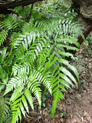 Diplazium dilatatum, photograph 4