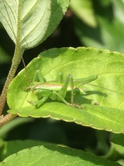 Tettigonia orientalis