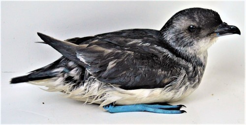 iNaturalist image
