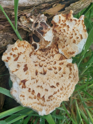 Dryad's Saddle