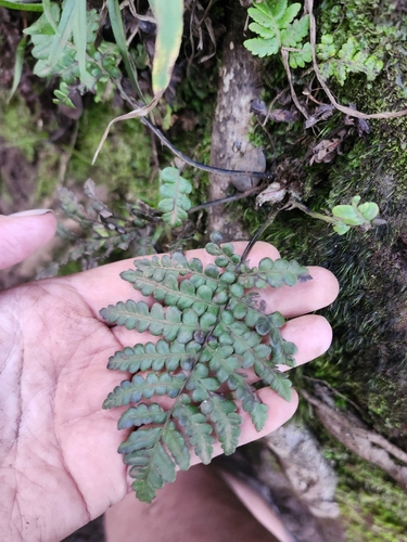 Sadleria pallida observed 2026-06-01