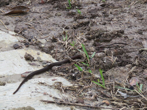 Sibynophis melanocephalus observed 2026-01-27