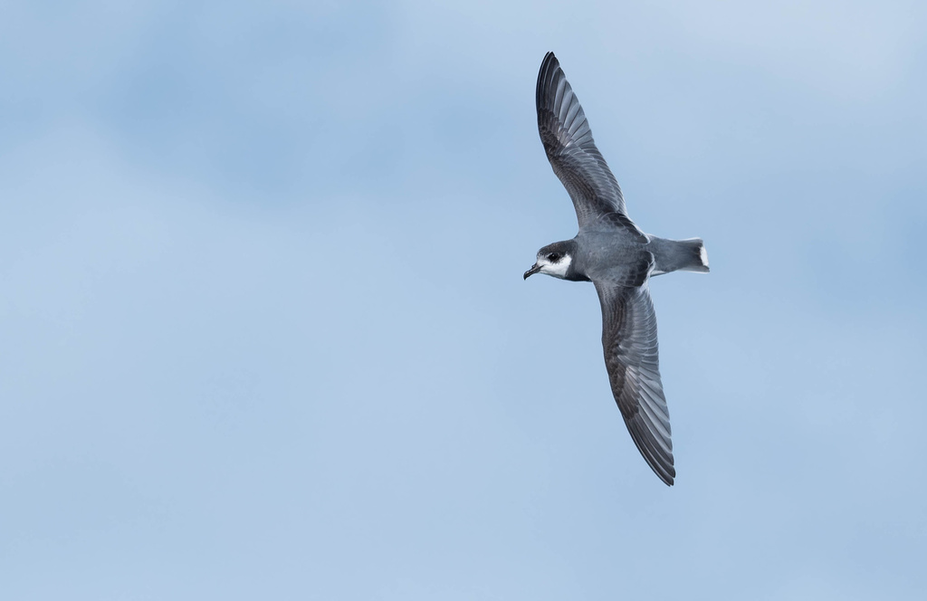 Blue Petrel