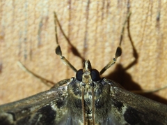 Diaphania costaricalis