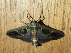 Diaphania costaricalis