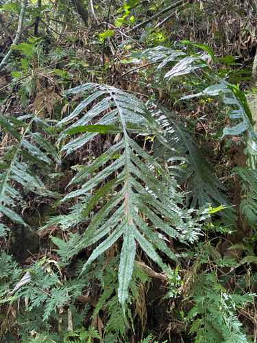 Microsorum membranifolium observed 2026-06-02
