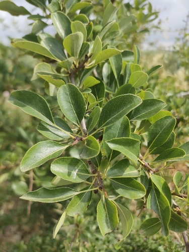 Almond-leaved pear