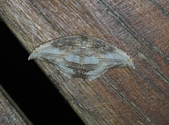 Image of Morphomima fulvitacta