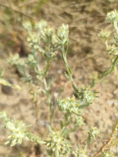 broadleaf cottonrose