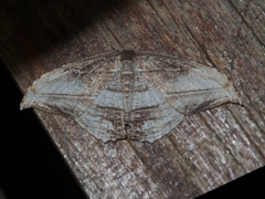 Morphomima fulvitacta