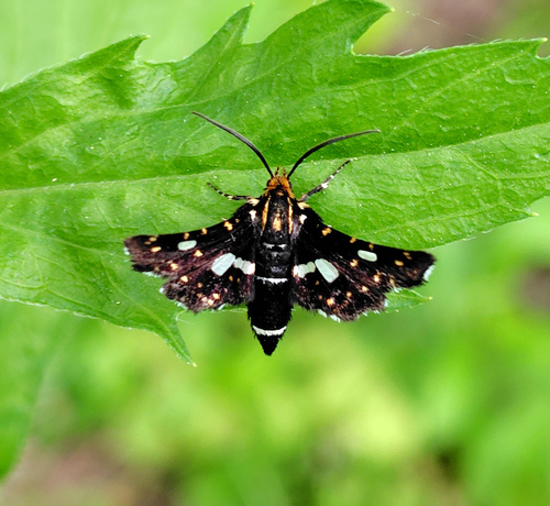 Thyris usitata
