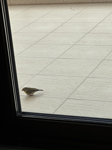 European Greenfinch