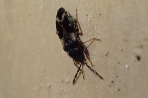 Malipatilius observed 2026-05-31
