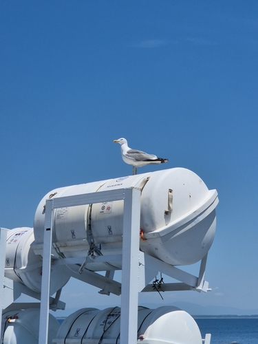 Yellow-legged Gull