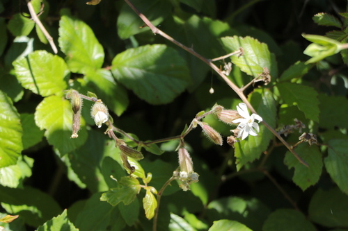 white campion