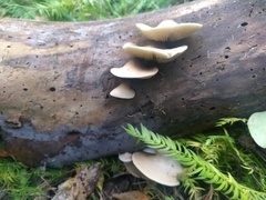 Agaricales