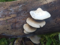 Agaricales