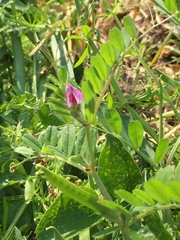 Vicia sativa nigra
