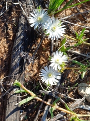Delosperma litorale, photograph (c) Martjie Fia Fourie, some rights reserved (CC BY)