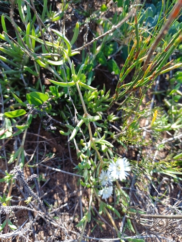 Delosperma litorale, photograph 5