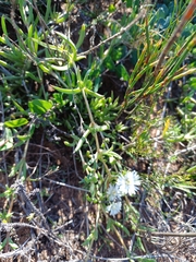 Delosperma litorale, photograph (c) Martjie Fia Fourie, some rights reserved (CC BY)