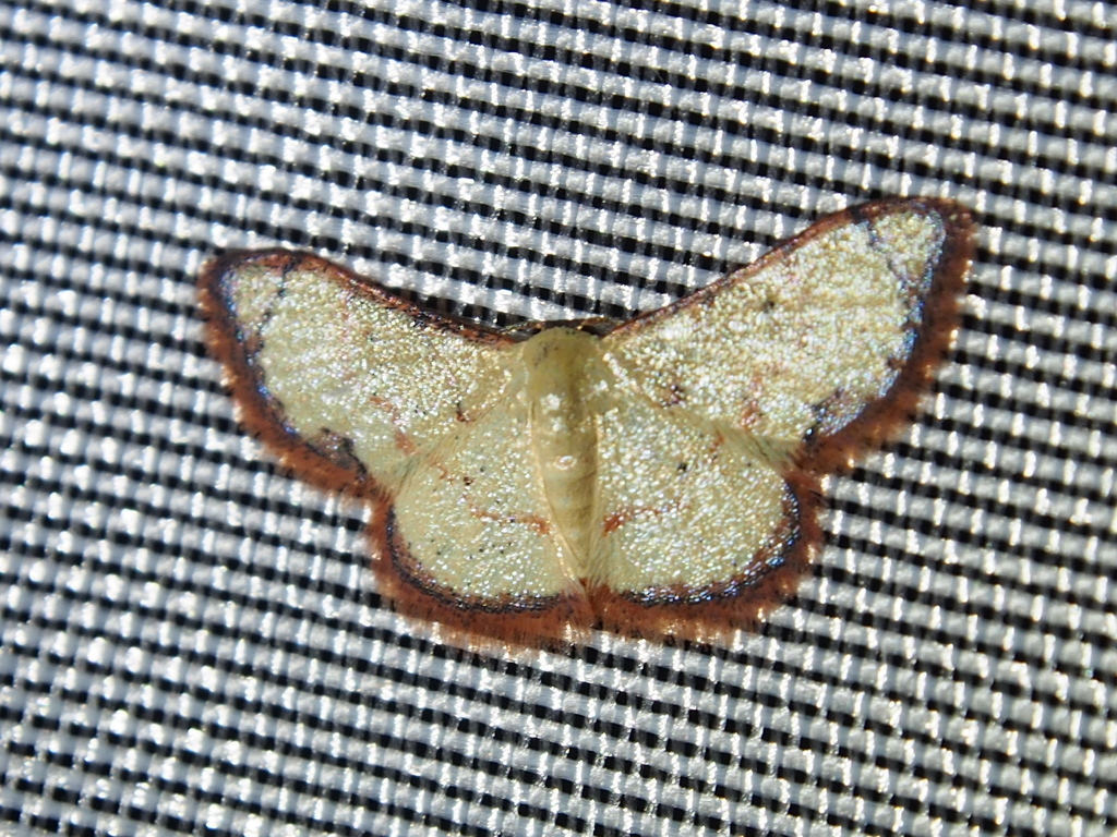 Lobocleta malvina