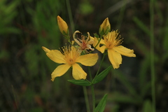 Hypericum attenuatum