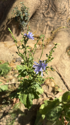 chicory
